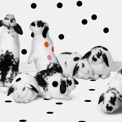 Kaniner 02, 2018 (fotografering) av Ana Carolina Tavares Mizrahi