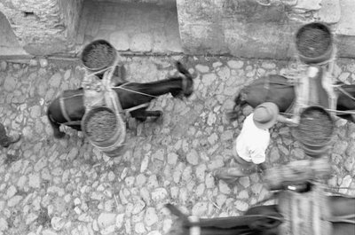 ASSES TRANSPORT DRUER, Melissa av Ando Gilardi