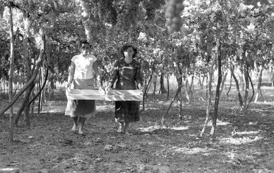 BITRE DRUER - HØSTMASTERNE av Ando Gilardi