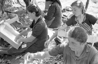 BITTERE DRUER - DRUEMONDINE av Ando Gilardi