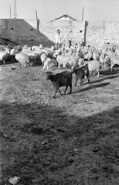 TRANSHUMANCE I CROTON av Ando Gilardi