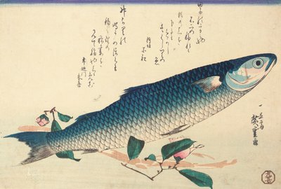 Grå multe, Camellia og Udo av Ando or Utagawa Hiroshige