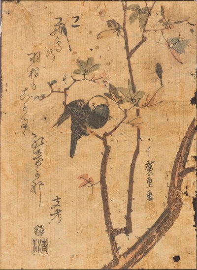 Studie av fugl som sover på gren av Ando or Utagawa Hiroshige