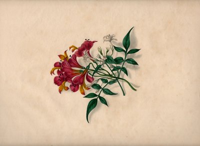 Liljer (farget gravering) av André Limot