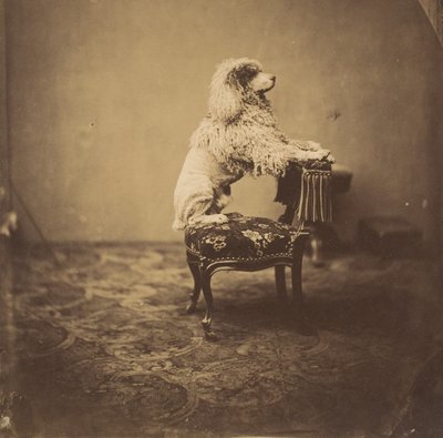 [Keiserinne Eugenies puddel], 1850-tallet. av Andre Adolphe Eugene Disderi