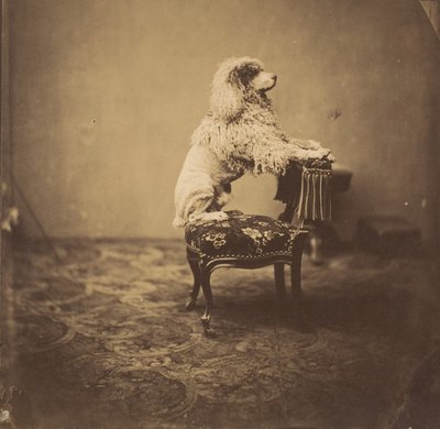 [Keiserinne Eugenies puddel], 1850-tallet. av Andre Adolphe Eugene Disderi