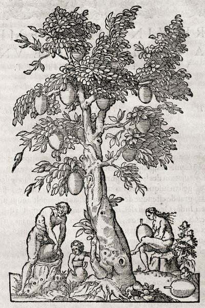 Brødfrukttre, gravering av Andre Thevet (1504-1592), Paris, Frankrike av Andre Thevet