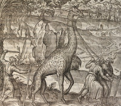 Giraffe, gravering fra Cosmographie Universelle av Andre Thevet