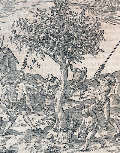 Høsting av pepper på øya Java, gravering fra Universal Cosmology av Andre Thevet (1504-1592), Paris av Andre Thevet