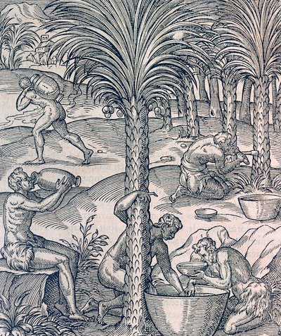 Innbyggere på Kapp Verde lager drinker av palmetrær, gravering fra Universal Cosmology, av Andre Thevet (1504-1592), Paris av Andre Thevet