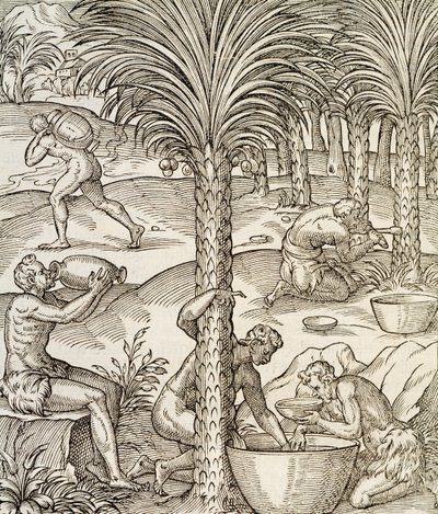 Innbyggere på Kapp Verde lager drinker fra palmetrær, gravering fra Universal Cosmology, av Andre Thevet (1504-1592), Paris, Afrika, 1575 av Andre Thevet