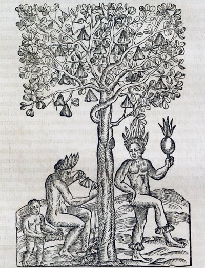 Nana frukt, tropisk medisinplante, gravering fra Universal Cosmology, av Andre Thevet (1504-1592), Paris av Andre Thevet