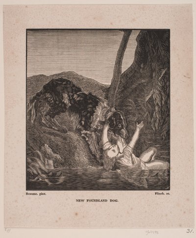 Newfoundland hund av Andreas Flinch