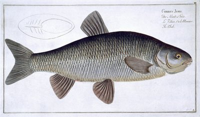 Chub (Cyprinus Jeses) plate VI fra 