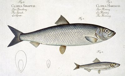 Sild (Clupea Harengus) (fig. 1) og brisling (Clupea Sprattus) plate XXIX fra 