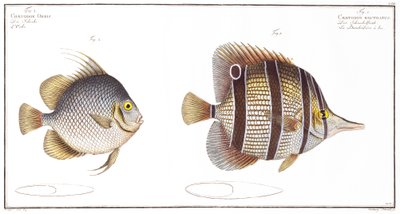Orb fish: and Billed fish, utgitt av Black, ca. 1790 (trykk) av Andreas Ludwig Kruger