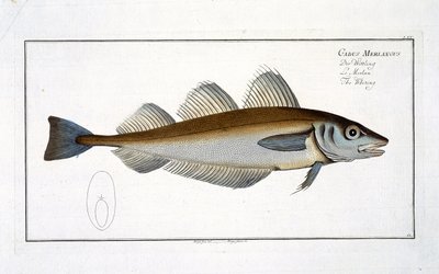 Hvitting (Gadus Merlangus) plate LXV fra 