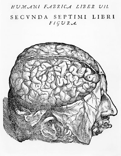 The Brain, illustrasjon fra 'The Epitome of the Human Body' av Andreas Starr, utgitt i Basel, 1543 av Andreas Vesalius