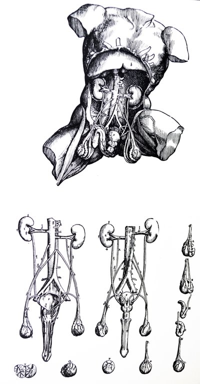 Platene fra den femte boken til De Humani Corporis Fabrica av Andreas Vesalius