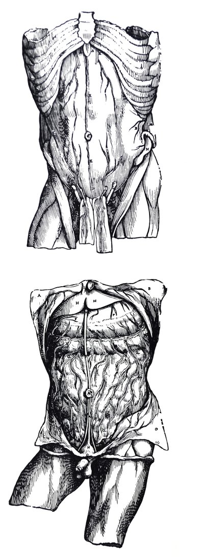 Platene fra den femte boken til De Humani Corporis Fabrica av Andreas Vesalius