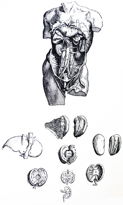Platene fra den femte boken til De Humani Corporis Fabrica av Andreas Vesalius