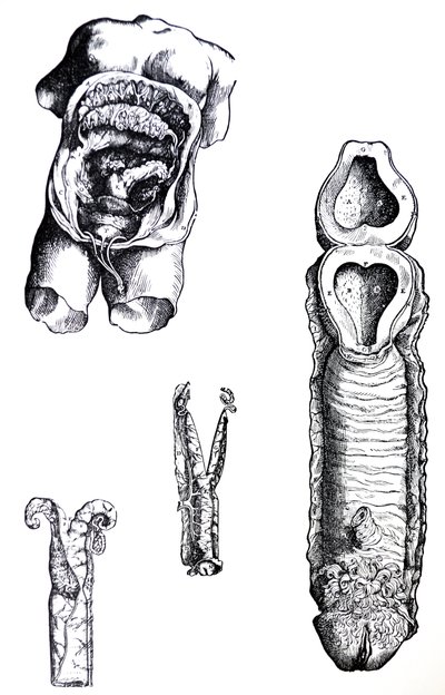 Platene fra den femte boken til De Humani Corporis Fabrica av Andreas Vesalius
