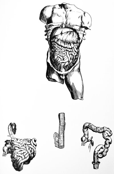 Platene fra den femte boken til De Humani Corporis Fabrica av Andreas Vesalius