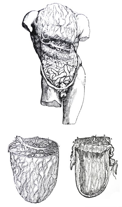 Platene fra den femte boken til De Humani Corporis Fabrica av Andreas Vesalius