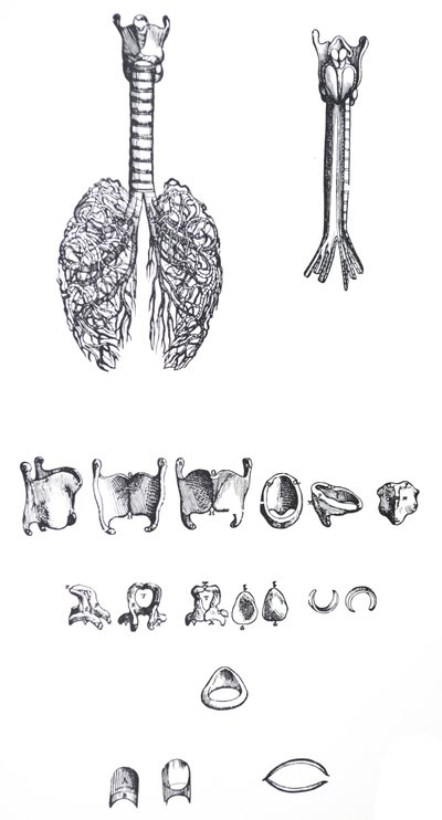 Platene fra den første boken til De Humani Corporis Fabrica av Andreas Vesalius