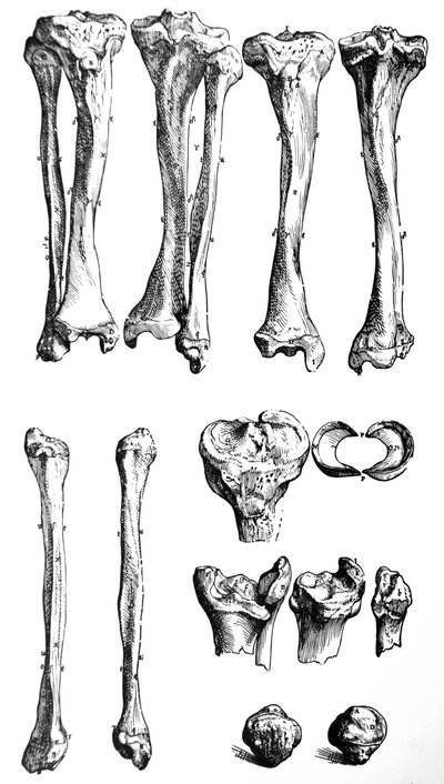 Platene fra den første boken til De Humani Corporis Fabrica av Andreas Vesalius