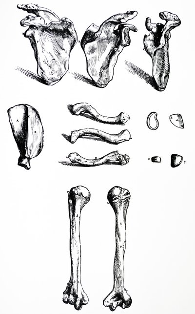 Platene fra den første boken til De Humani Corporis Fabrica av Andreas Vesalius
