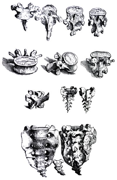 Platene fra den første boken til De Humani Corporis Fabrica av Andreas Vesalius