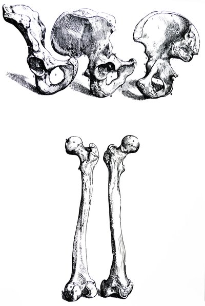 Platene fra den første boken til De Humani Corporis Fabrica av Andreas Vesalius