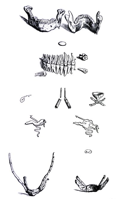 Platene fra den første boken til De Humani Corporis Fabrica av Andreas Vesalius