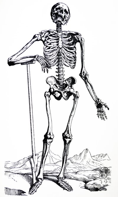 Platene fra den første boken til De Humani Corporis Fabrica av Andreas Vesalius