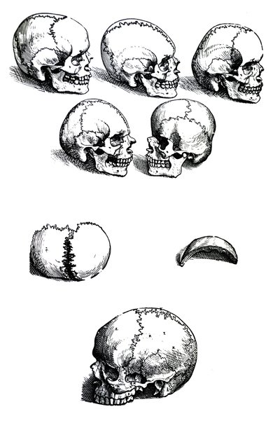 Platene fra den første boken til De Humani Corporis Fabrica av Andreas Vesalius, (1514-1564) av Andreas Vesalius