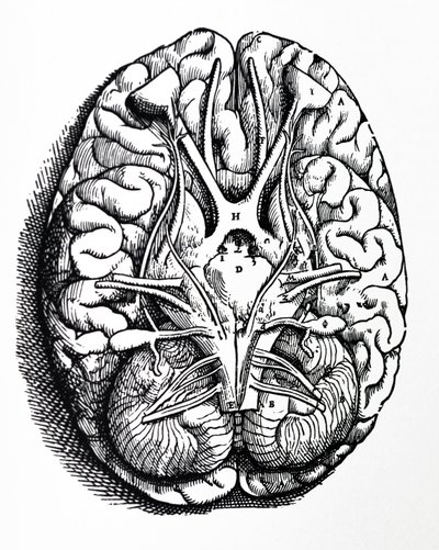 Platene fra den fjerde boken til De Humani Corporis Fabrica av Andreas Vesalius