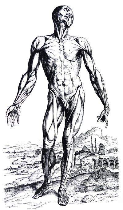 Platene fra den andre boken til De Humani Corporis Fabrica av Andreas Vesalius