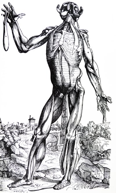 Platene fra den andre boken til De Humani Corporis Fabrica av Andreas Vesalius