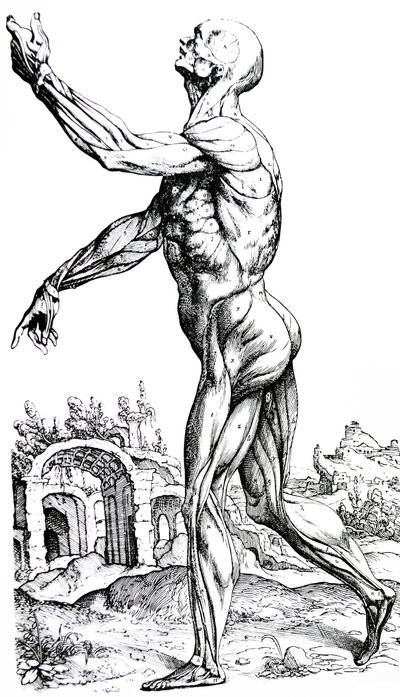 Platene fra den andre boken til De Humani Corporis Fabrica av Andreas Vesalius