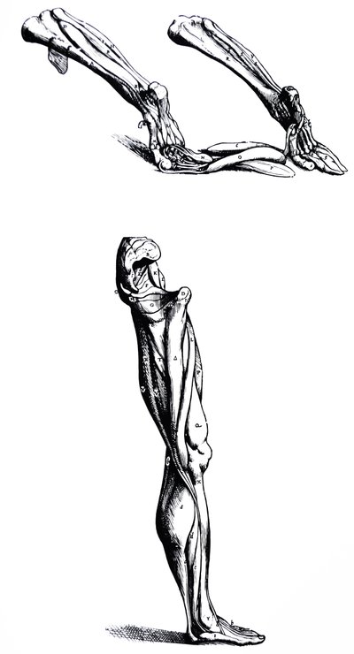 Platene fra den andre boken til De Humani Corporis Fabrica av Andreas Vesalius