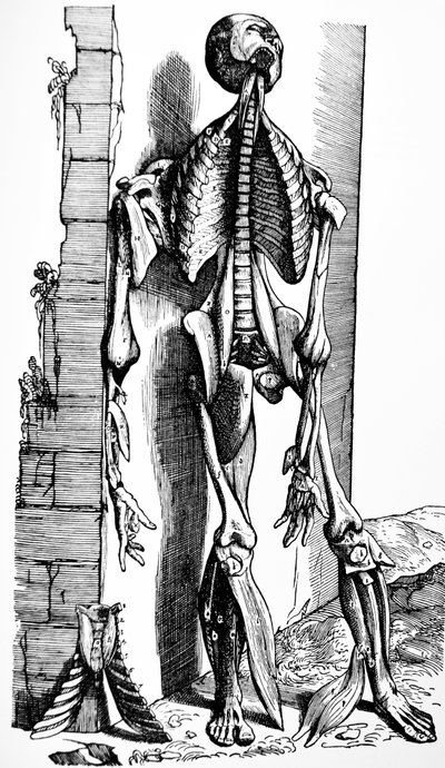 Platene fra den andre boken til De Humani Corporis Fabrica av Andreas Vesalius