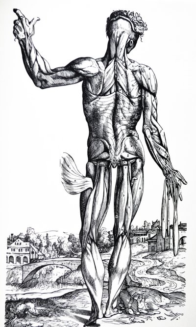 Platene fra den andre boken til De Humani Corporis Fabrica av Andreas Vesalius