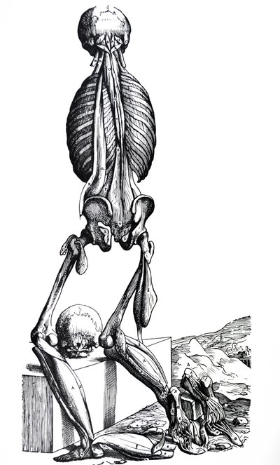 Platene fra den andre boken til De Humani Corporis Fabrica av Andreas Vesalius