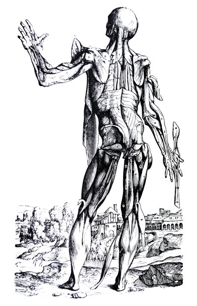 Platene fra den andre boken til De Humani Corporis Fabrica av Andreas Vesalius