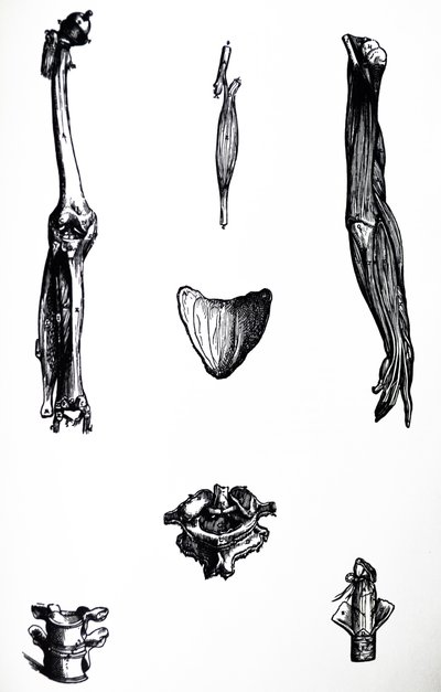 Platene fra den andre boken til De Humani Corporis Fabrica av Andreas Vesalius