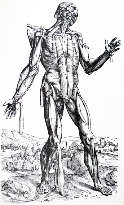 Platene fra den andre boken til De Humani Corporis Fabrica av Andreas Vesalius