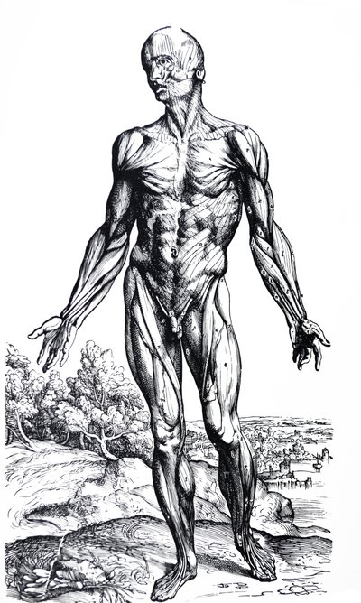 Platene fra den andre boken til De Humani Corporis Fabrica av Andreas Vesalius