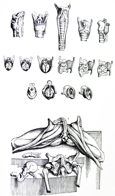 Platene fra den andre boken til De Humani Corporis Fabrica av Andreas Vesalius