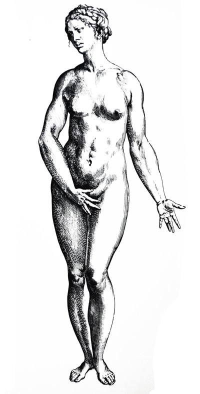 Platene fra den syvende boken til De Humani Corporis Fabrica av Andreas Vesalius